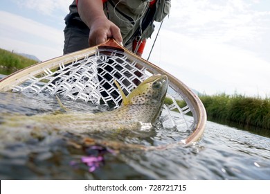 Brown trout being caught in fishing net