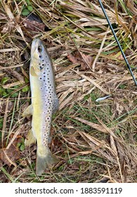 Brown Trout Caught Christmas Eve  2020 Tulpehocken Creek Myerstown Pa