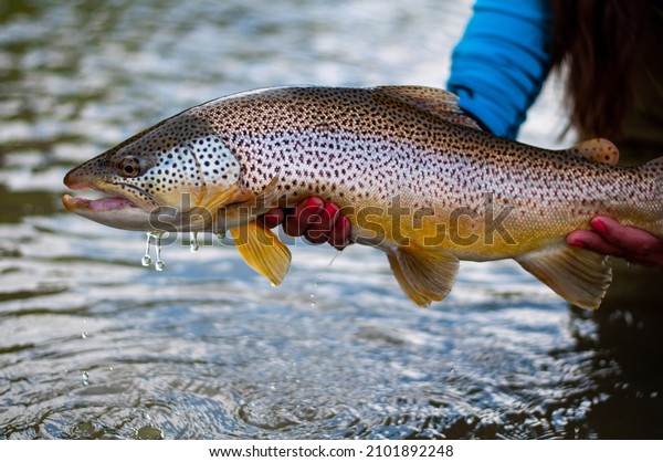 Brown trout caught and released while fly fishing in\
Alberta Canada 