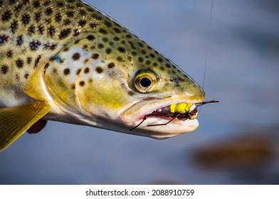 Brown Trout With A Foam Grasshopper Fly In Its Mouth. Caught While Fly Fishing In Alberta. 