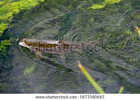 Similar – Image, Stock Photo A fly on a leaf Fly 1