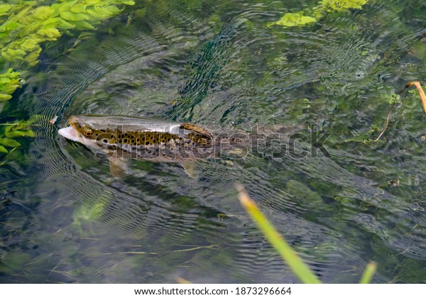 Brown trout\
in river test jumping for fishing\
fly