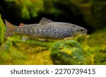 The Brown trout (Salmo trutta) in the aquarium