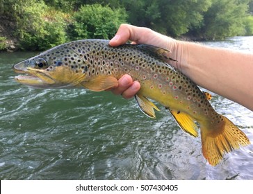 Tiger Trout Sterile Intergeneric Hybrid Brown Stock Photo 510535207 ...