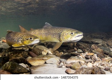 Brown trout (Salmo trutta) preparing for spawning in small creek. Beautiful salmonid fish in close up photo. Underwater photography in wild nature. River habitat.