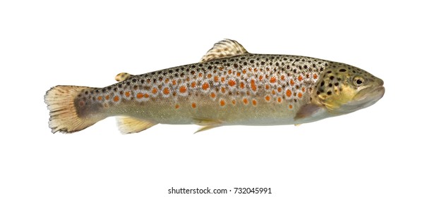 Brown Trout Swimming, Isolated On White