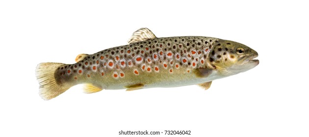 Brown Trout Swimming, Isolated On White