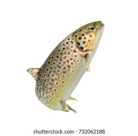 Brown Trout Swimming, Isolated On White