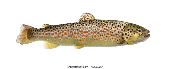 Brown Trout Swimming, Isolated On White