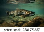 Brown trout, underwater photo, preparing for spawning in its natural river habitat, shallow depth of field.