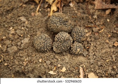 Brown Truffle In The Forest 