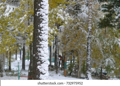 Brown trunk of coniferous tree, bark covered with white snow, snowdrift, fallen yellow leaves, ocher soil, sand. The first snow in autumn, in October. Autumn and winter background