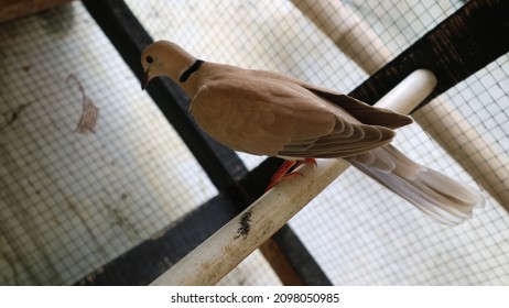 Brown turtledove in a cage