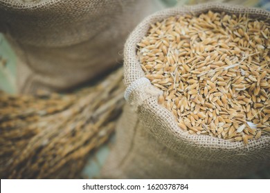 Brown Uncooked Grain Rice In Burlap Sack Bag