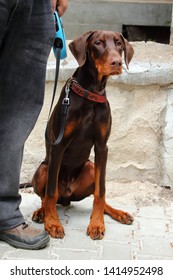 23+ Brown Uncropped Undocked Doberman