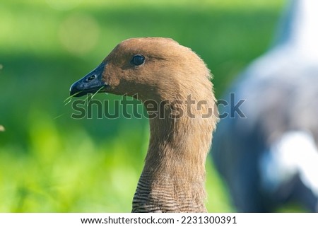 Brown upland goose holds blades of grass with his beak