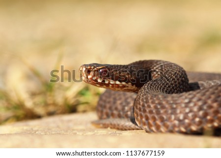 Similar – Image, Stock Photo brown Vipera berus close up