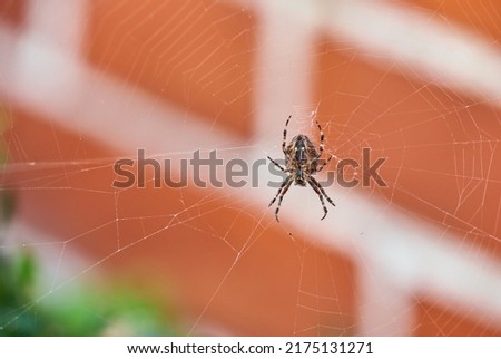 A brown walnut orb weaver spider on its web from below, against blurred background of red brick house. Striped black arachnid in the center of its cobweb. The nuctenea umbratica is beneficial insect