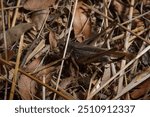 Brown wart-biter Decticus verrucivorus, bush-cricket in family Tettigoniidae stuck in dry straws