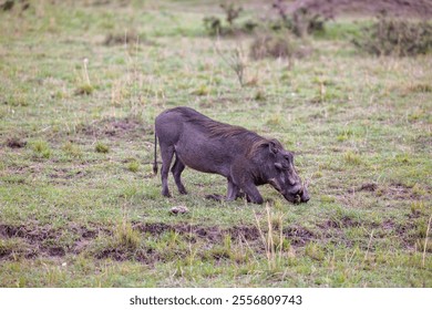 A brown warthog standing in a scenic meadow with tall grass and dry, dead trees in the background - Powered by Shutterstock