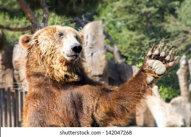 Brown Waving Bear