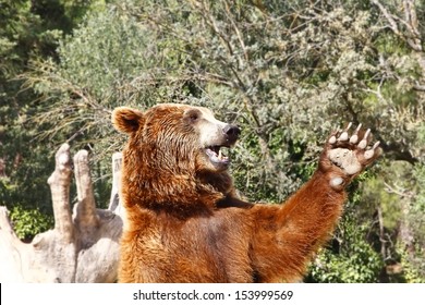 Brown Waving Bear