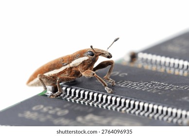 Brown Weevil Beetle on Computer RAM Memory Module Macro Shot High Detail Close Up Clean White Background Isolated Hardware Damage Concept