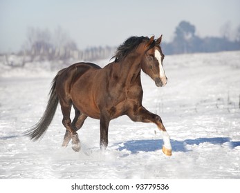 Brown welsh pony stallion in winter