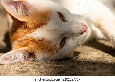 Brown And White Adorable Cat. Felis Catus.