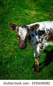 A Brown And White Baby Cow Portrait With Green Grass In The Background