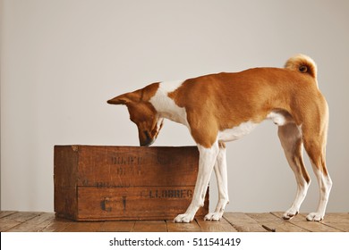 Brown And White Basenji Dog Sniffing Air And Looking Into A Vintage Brown Wine Box In A Studio With White Walls