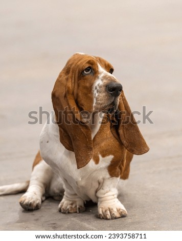 Brown and white Basset hound sitting with floppy ears