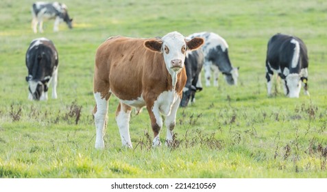 Brown And White Beef Cow In Its Field Facing Forward