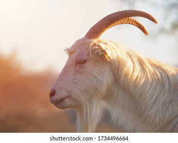 雄ヤギ の画像 写真素材 ベクター画像 Shutterstock
