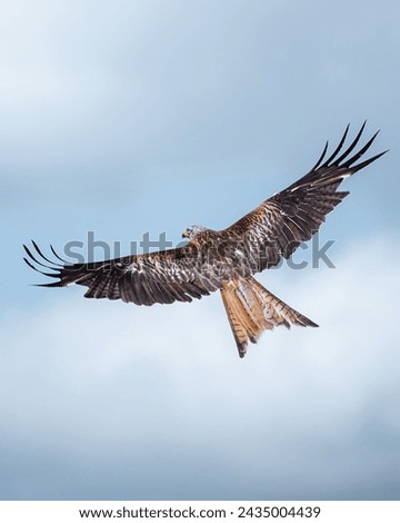A  brown and white  bird of prey in flight against a  blue sky with clouds