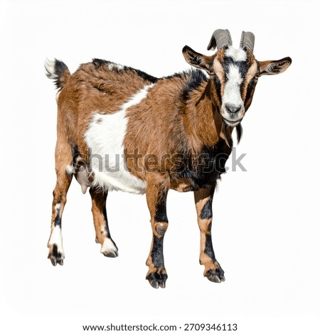 A brown, white, and black patterned goat with horns and a beard stands looking forward, isolated on a clean white background.