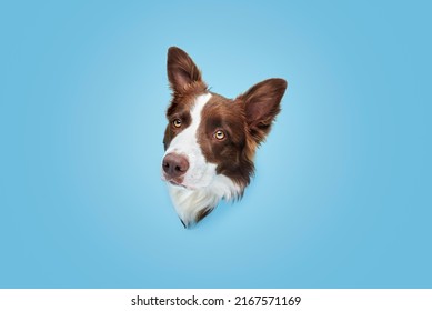 brown and white border collie dog shows his head through a blue paper with tender eyes look up, no people