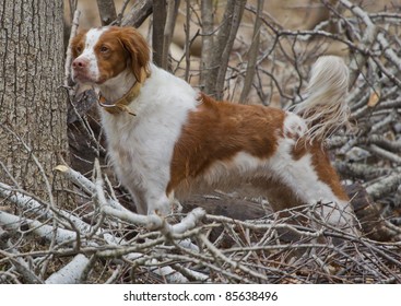 Brittany Spaniel Bilder Stockfotos Und Vektorgrafiken Shutterstock