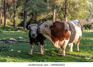 Brown White Bull Licking Black White Stock Photo 1983025052 | Shutterstock