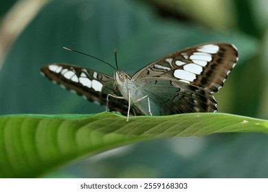 Brown and white butterfly resting on leaf in lush forest environment - Powered by Shutterstock