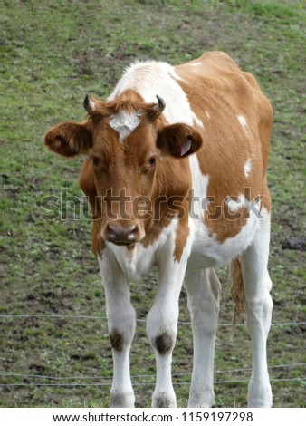 Similar – Cachena Cattle