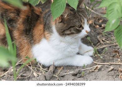 A brown and white calico cat is lying on the ground, hiding under leaves in an vegetable garden. - Powered by Shutterstock