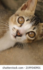 Brown White Cat And Brown Background With Portrait Photo Style