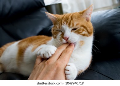 Brown White Cat Chewing Hands Lightly