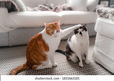 a brown and white cat puts his paw on top of a black and white cat's head - Powered by Shutterstock