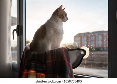 brown and white cat sitting on a hammock by the window, looks outsde