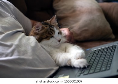 A Brown And White Cat Sitting With Its Paws On A Laptop Computer Keyboard. Concepts Of Pets And Technology.