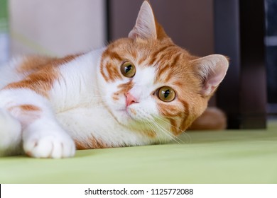 Brown white cat sleeping in the living room - Shutterstock ID 1125772088