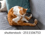 brown and white cat with yellow eyes sitting on a sofa licks its paw