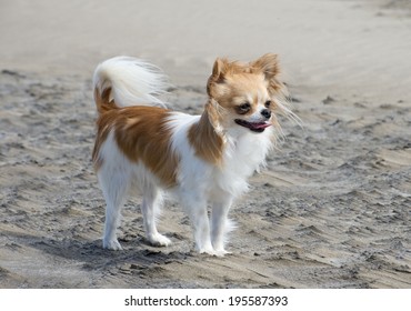 brown and white chihuahua on the beach